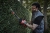 Nożyce do żywopłotu akumulatorowe MILWAUKEE M18FHET45-0 45cm